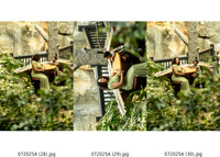 ContactSheet-010