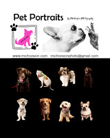 Pet Portraits
