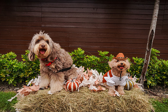 101826 (238)